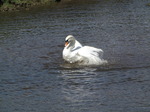 SX03586 Bathing mute swan (Cygnus Olor).jpg